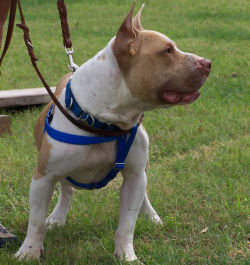 Alf working in the Confidence Course