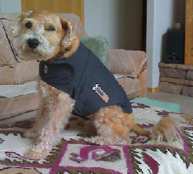 Maggie wearing her Thundershirt
